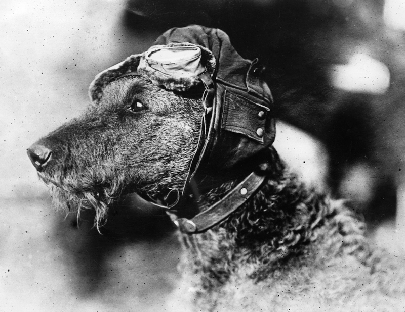 Illustration for article titled Strange Historic Photos Of Intelligent Animals